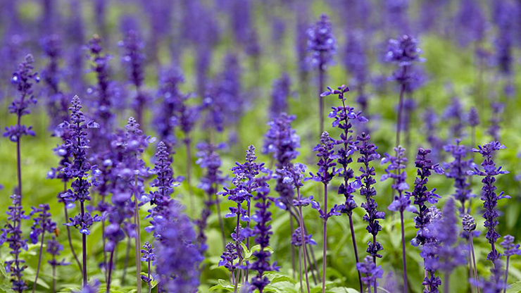 Patchouli